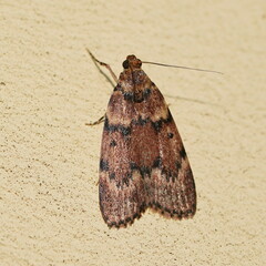 Mimaglossa nauplialis