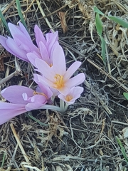 Colchicum hierosolymitanum