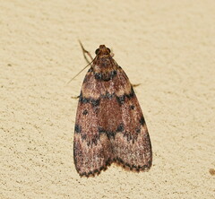 Mimaglossa nauplialis