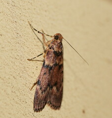 Mimaglossa nauplialis