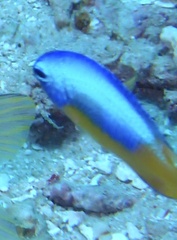 Pomacentrus auriventris