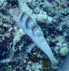 Coris batuensis