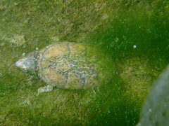 Sternotherus odoratus