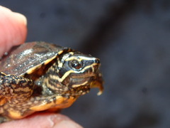 Sternotherus odoratus