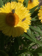 Phaulacridium vittatum