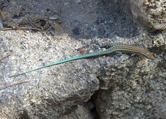 Anatololacerta pelasgiana