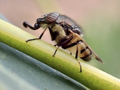 Stomorhina discolor