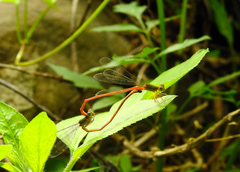Ceriagrion auranticum