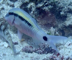 Parupeneus barberinus