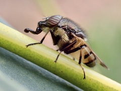 Stomorhina discolor