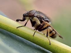Stomorhina discolor
