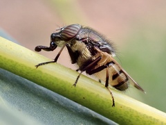 Stomorhina discolor