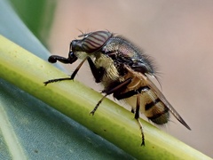 Stomorhina discolor