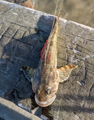 Leptocottus armatus
