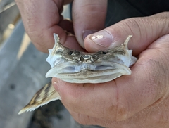 Leptocottus armatus