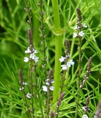 Verbena carolina