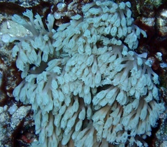 Conglomeratusclera coerulea