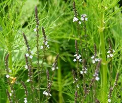 Verbena carolina