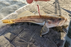 Leptocottus armatus