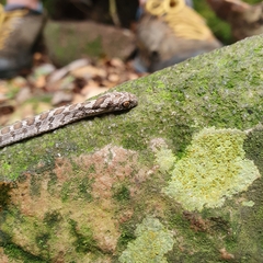 Dasypeltis scabra