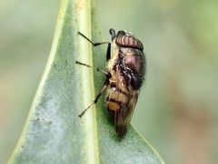 Stomorhina discolor