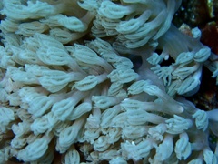 Conglomeratusclera coerulea