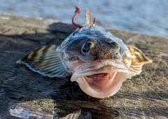 Leptocottus armatus