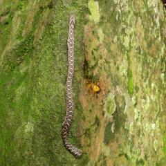 Dasypeltis scabra
