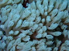 Conglomeratusclera coerulea