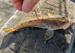 Leptocottus armatus