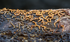 Willkommlangea reticulata