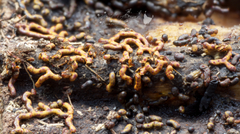 Willkommlangea reticulata