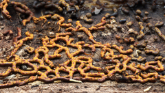 Willkommlangea reticulata