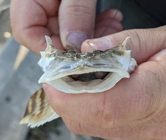 Leptocottus armatus
