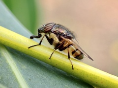 Stomorhina discolor