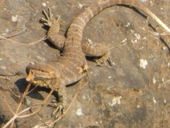 Varanus bengalensis