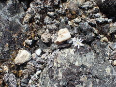 Stellaria gracilenta