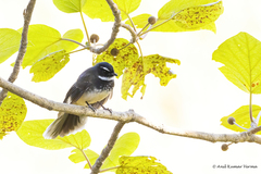 Rhipidura albogularis