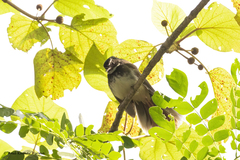 Rhipidura albogularis