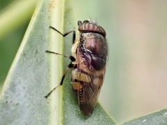 Stomorhina discolor