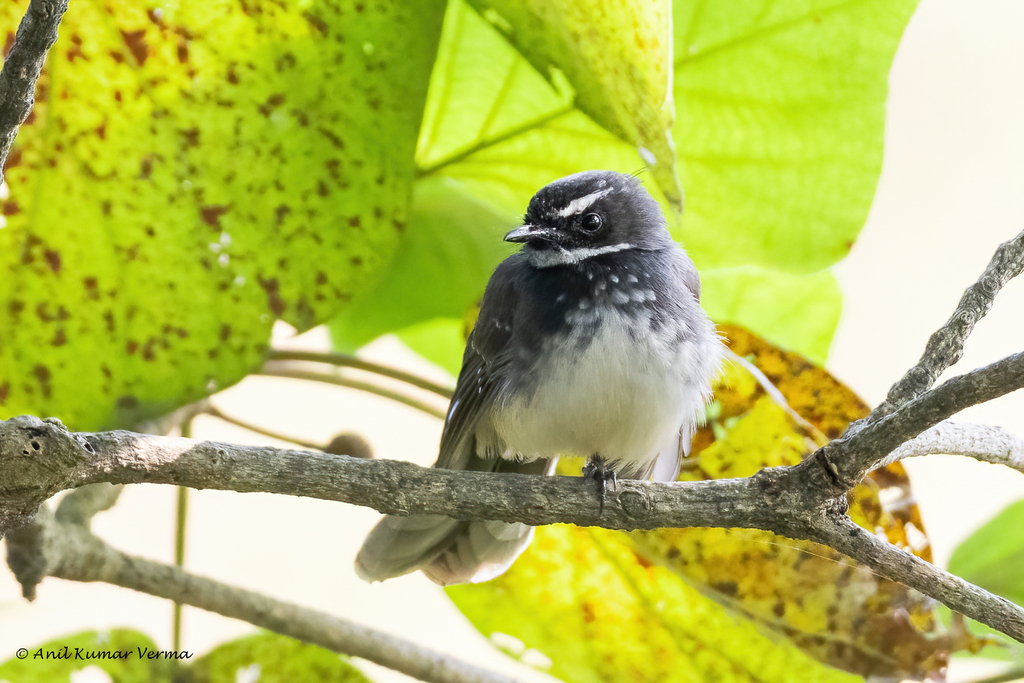Spot-breasted Fantail photo