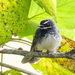 Spot-breasted Fantail - Photo (c) Anil Kumar Verma, some rights reserved (CC BY-NC), uploaded by Anil Kumar Verma