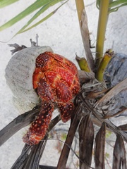 Coenobita perlatus