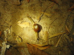 Megaustenia imperator