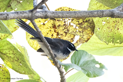 Rhipidura albogularis