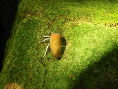 Tessaratoma papillosa