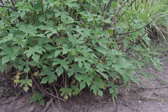 Tithonia diversifolia