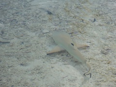 Carcharhinus melanopterus