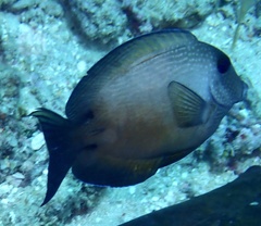 Ctenochaetus binotatus