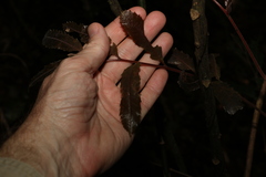 Cupaniopsis newmanii